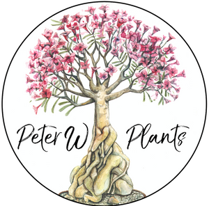 Peter W Plants