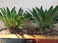 Load image into Gallery viewer, Euphorbia bupleurifolia