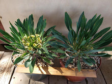 Load image into Gallery viewer, Euphorbia bupleurifolia
