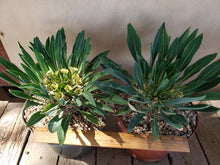 Load image into Gallery viewer, Euphorbia bupleurifolia