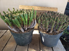 Load image into Gallery viewer, Euporbia huttonea x esculenta