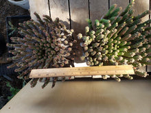 Load image into Gallery viewer, Euporbia huttonea x esculenta
