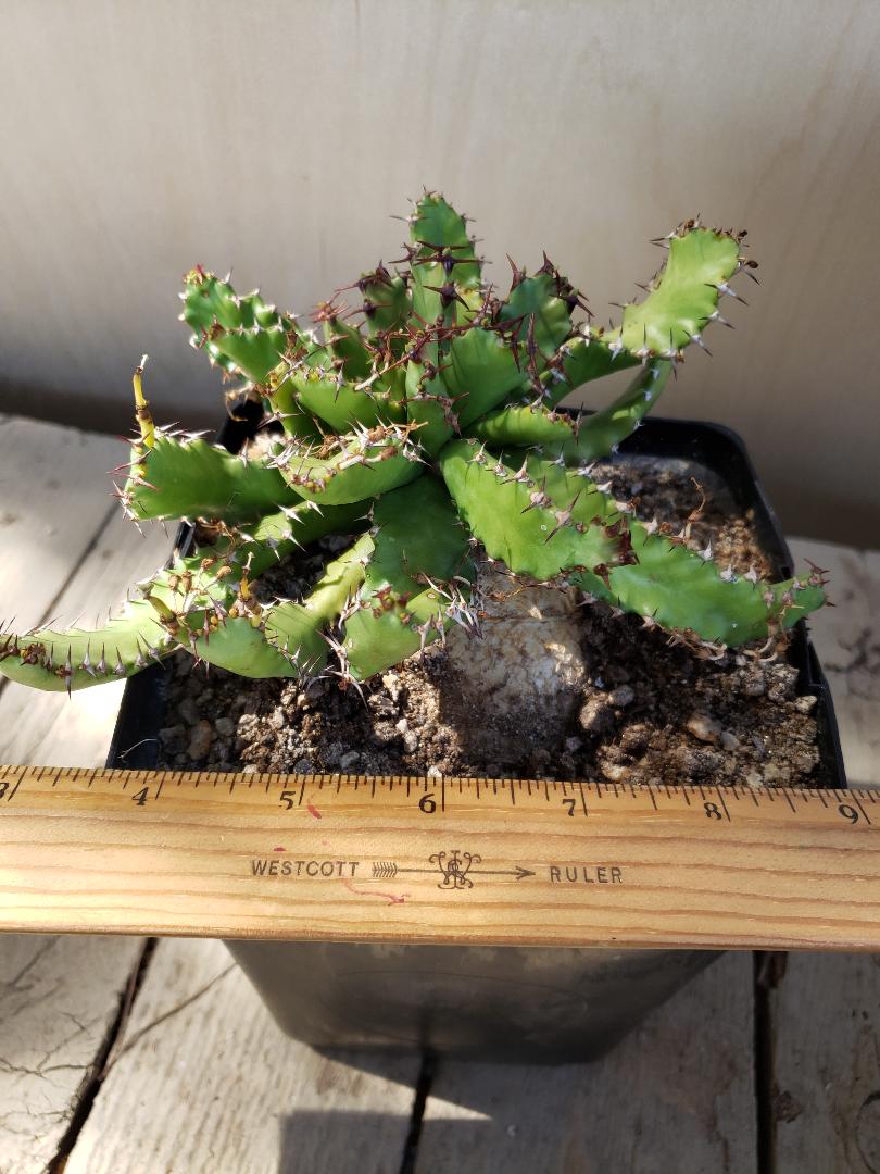 Euphorbia stellata x squarrosa