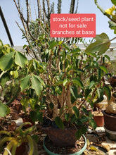 Load image into Gallery viewer, Ficus palmeri - branched trunk form