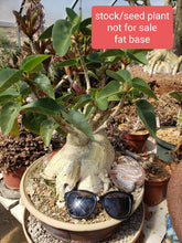 Load image into Gallery viewer, Ficus Palmer - fat caudex