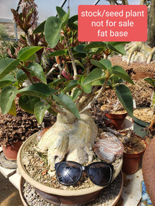 Ficus Palmer - fat caudex