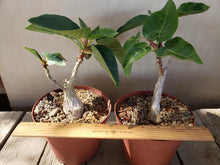 Load image into Gallery viewer, Ficus Palmer - fat caudex